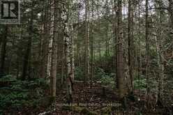447 FOX RUN | Temagami Ontario | Slide Image Forty-three