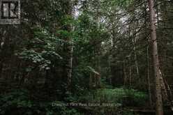 447 FOX RUN | Temagami Ontario | Slide Image Forty-six