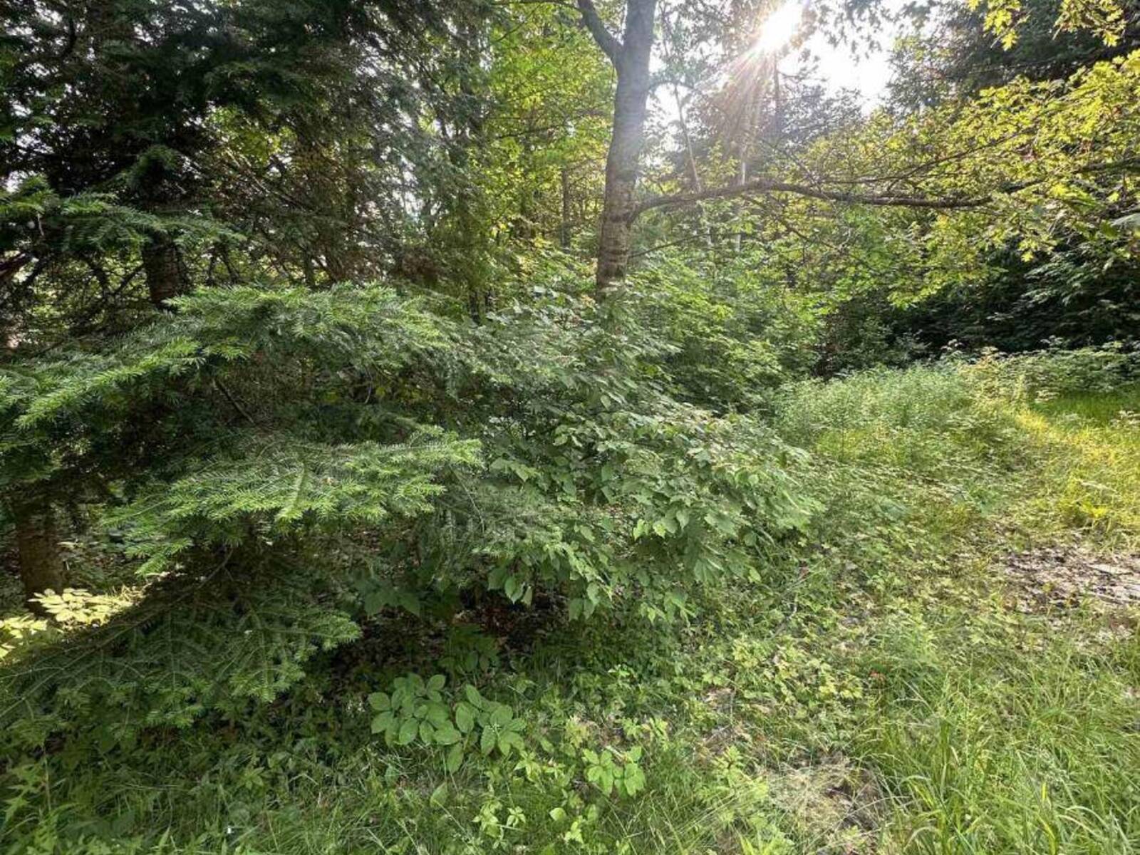50 ROSE BUSH LANE, Emsdale, Ontario P0A 1J0
