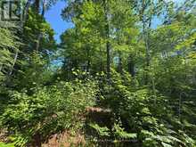 7 BOURBONNAISE ISLAND | Parry Sound Ontario | Slide Image Nine