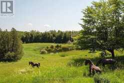 469319 GREY RD 31 ROAD | Grey Highlands Ontario | Slide Image Forty-five