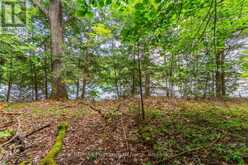 1024 TARPAPER TRAIL | Haliburton Ontario | Slide Image Three