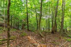 1024 TARPAPER TRAIL | Haliburton Ontario | Slide Image Six