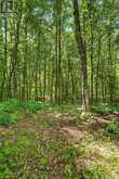 1201 WENONA LAKE ROAD | Haliburton Ontario | Slide Image Thirty-six