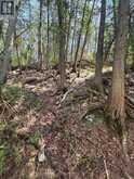 BESIDE 1456 CRYSTAL LAKE ROAD | Kawartha Lakes Ontario | Slide Image Seventeen
