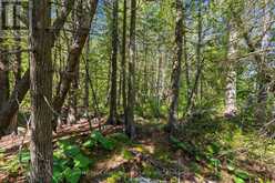 PT FM LT 4 CHI SIN TIB DEK ROAD | Tobermory Ontario | Slide Image Seven