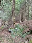 50 CACHE LAKE APL1322 | Dwight Ontario | Slide Image Twenty-four