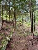 50 CACHE LAKE APL1322 | Dwight Ontario | Slide Image Thirty-seven