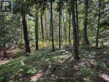 2 ISLAND 24LM (DENISON) | Gravenhurst Ontario | Slide Image Six