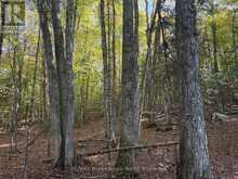 LT 68 PL 581 NORTH DRIVE | Haliburton Ontario | Slide Image Ten