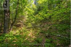 PARTS 5,6,7 POOL LAKE CON 2 PT LOT 19 RP 42R181158- | Sundridge Ontario | Slide Image Twelve