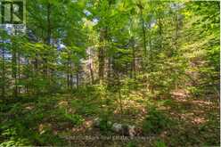 PARTS 5,6,7 POOL LAKE CON 2 PT LOT 19 RP 42R181158- | Sundridge Ontario | Slide Image Fourteen