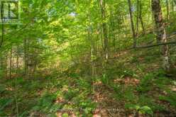 PARTS 5,6,7 POOL LAKE CON 2 PT LOT 19 RP 42R181158- | Sundridge Ontario | Slide Image Eighteen