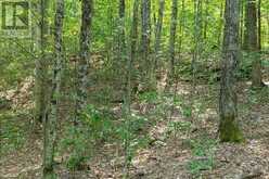 LOT #15 - 101 GRYFFIN BLUFFS LANE | Huntsville Ontario | Slide Image Eleven