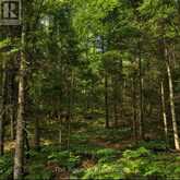 1094 SPRINGDALE PARK ROAD N | Bracebridge Ontario | Slide Image Thirty-six