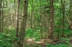 167 NORTH PICKEREL LAKE ROAD | Magnetawan Ontario | Slide Image Seven