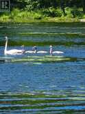 38 ISLAND 130 SEVERN RIVER | Port Severn Ontario | Slide Image Thirty-nine