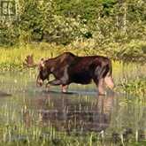 9000 GALEAIRY LAKE | South Algonquin Ontario | Slide Image Twenty-four