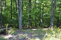 3480 BRUNEL ROAD | Huntsville Ontario | Slide Image Five
