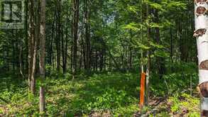 LOT 2 TALLY-HO WINTER PARK ROAD | Huntsville Ontario | Slide Image Five