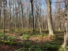 267 & 321 CARDWELL LAKE ROAD | Huntsville Ontario | Slide Image Eighteen