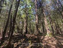 PT LT 56 CON 4 CAPE HURD ROAD | Tobermory Ontario | Slide Image Twelve