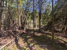PT LT 56 CON 4 CAPE HURD ROAD | Tobermory Ontario | Slide Image Sixteen