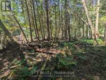 PT LT 56 CON 4 CAPE HURD ROAD | Tobermory Ontario | Slide Image Twenty-one