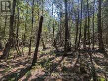 PT LT 56 CON 4 CAPE HURD ROAD | Tobermory Ontario | Slide Image Twenty-eight