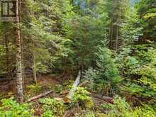 00 PAINT LAKE ROAD | Baysville Ontario | Slide Image Eight