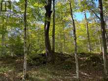 135 NORTH DIAGONAL | Georgian Bluffs Ontario | Slide Image Forty-four