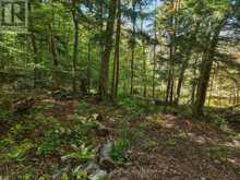 0 ESTONIAN CAMP ROAD | Huntsville Ontario | Slide Image Five