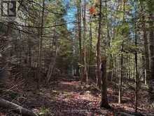 00 KUSHOG LAKE ROAD | Haliburton Ontario | Slide Image Eleven