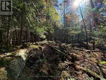 00 KUSHOG LAKE ROAD | Haliburton Ontario | Slide Image Seventeen