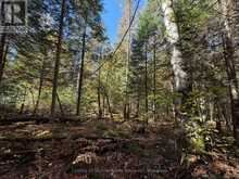 00 KUSHOG LAKE ROAD | Haliburton Ontario | Slide Image Eighteen