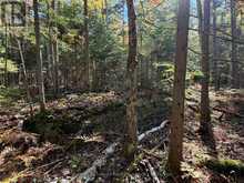 00 KUSHOG LAKE ROAD | Haliburton Ontario | Slide Image Nineteen