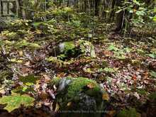 00 KUSHOG LAKE ROAD | Haliburton Ontario | Slide Image Twenty-three
