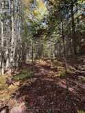 00 KUSHOG LAKE ROAD | Haliburton Ontario | Slide Image Twenty-six