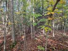 PT LT 13 CON 9 35 HIGHWAY | Minden Hills Ontario | Slide Image Five