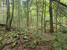 00 OLD TRACK ROAD | Emsdale Ontario | Slide Image Ten