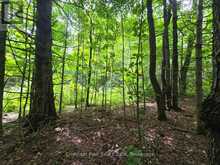 00 OLD TRACK ROAD | Emsdale Ontario | Slide Image Seventeen