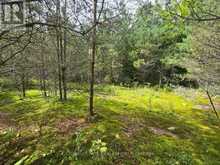 00 OLD TRACK ROAD | Emsdale Ontario | Slide Image Twenty-nine