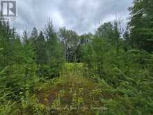 00 OLD TRACK ROAD | Emsdale Ontario | Slide Image Six