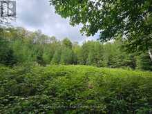 00 OLD TRACK ROAD | Emsdale Ontario | Slide Image Seven