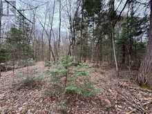 LOT 1 LOCH ERNE ROAD | McDougall Ontario | Slide Image Eight