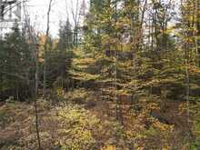 TBD RUGGED LANE | Minden Hills Ontario | Slide Image Six