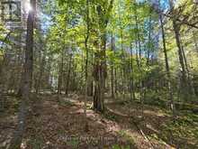 LT 32 PT 8 GIBBONS ROAD | Sundridge Ontario | Slide Image Sixteen