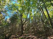 LT 32 PT 8 GIBBONS ROAD | Sundridge Ontario | Slide Image Seventeen