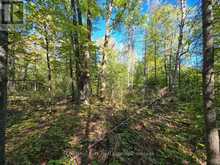 LT 32 PT 8 GIBBONS ROAD | Sundridge Ontario | Slide Image Nineteen