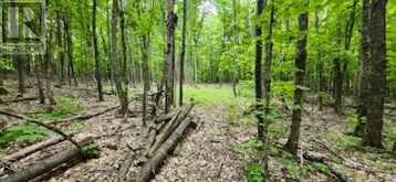 . South of East Line RD | Thessalon Ontario | Slide Image Two
